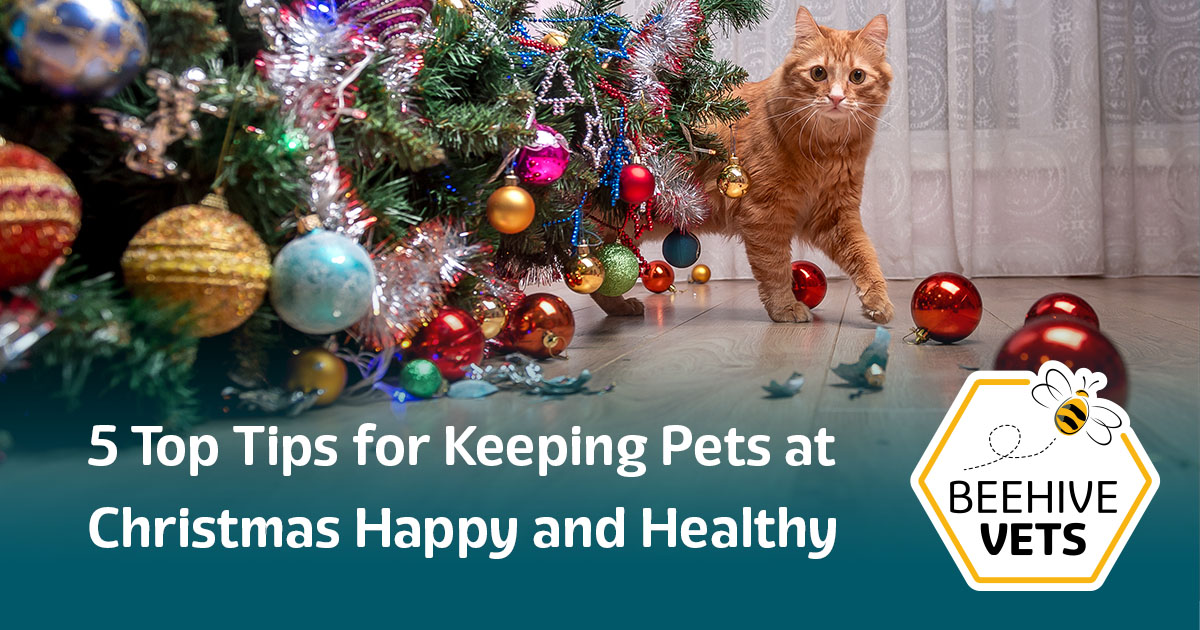 5 Top Tips For Keeping Pets At Christmas Happy And Healthy