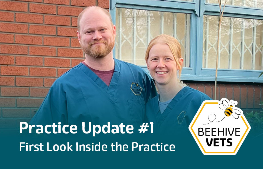 Beehive Vets Rothwell New Independent Vet Practice Development Update 1