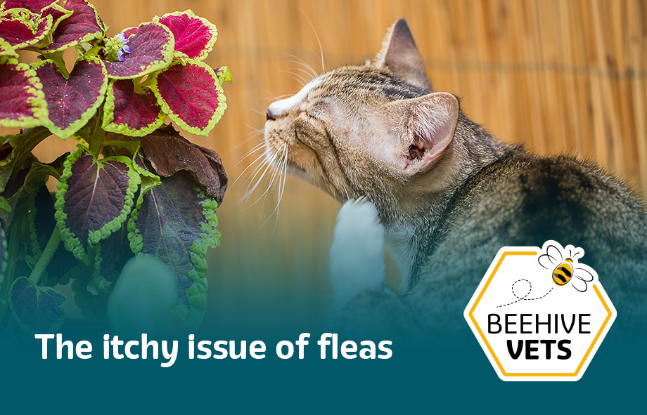 The itchy issue of fleas