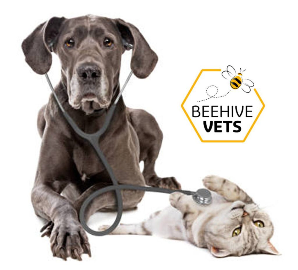 Wellness Screening for pets in Rothwell | Beehive Vets