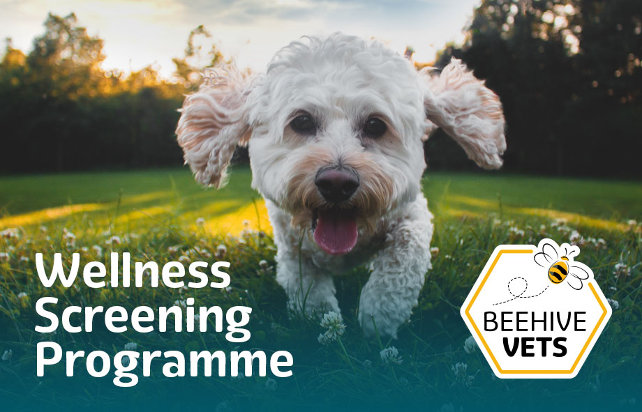Wellness Screening for pets | Beehive Vets