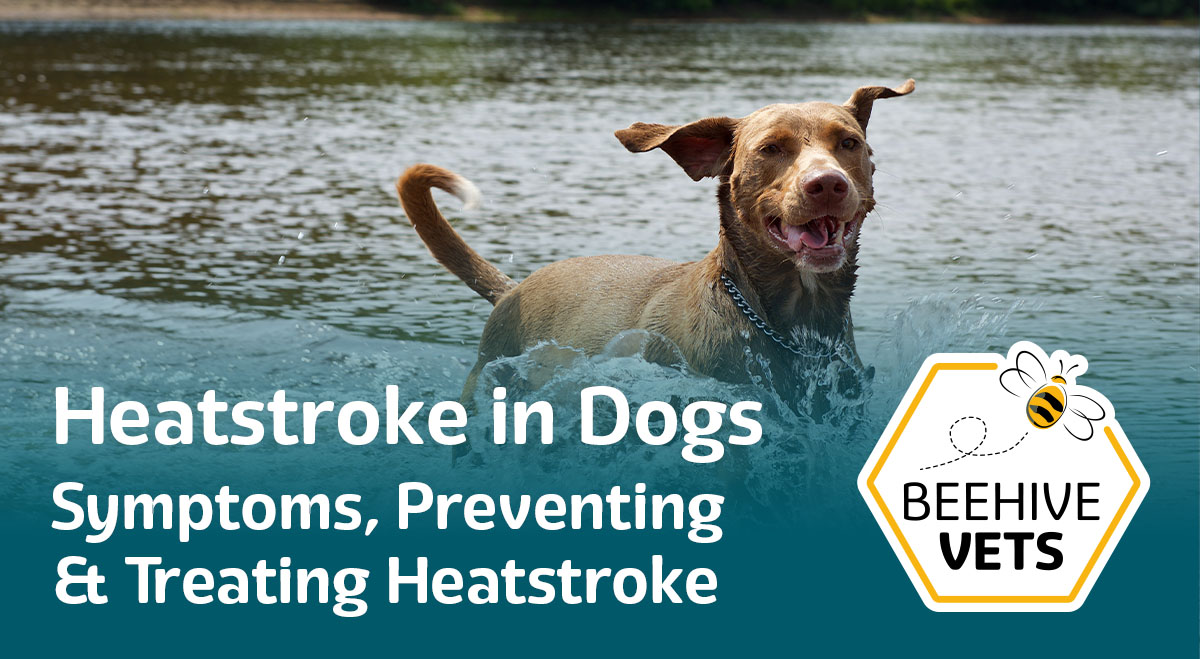 Heatstroke in Dogs | Symptoms, Preventing & Treating Heat Stroke