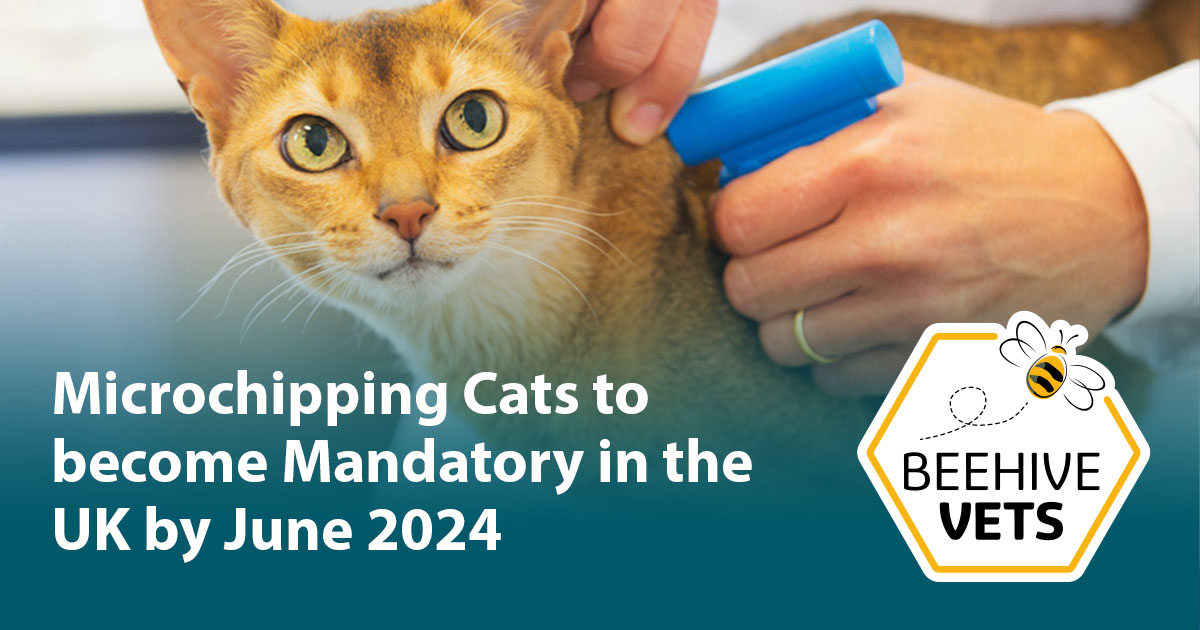 Microchipping Cats To Become Mandatory In The UK By June 2024   Microchipping Cats To Become Mandatory In The UK By June 2024 Beehive Vets Rothwell Leeds Vet Practice Fb 