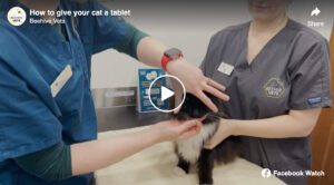 Video: How to give your pet a tablet | Beehive Vets