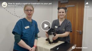 Video: How to apply a spot-on treatment to your pet | Beehive Vets