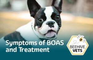 Symptoms of BOAS and Treatment