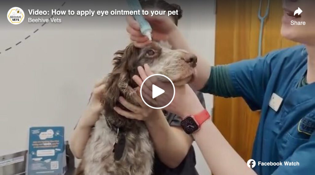Video: How to apply eye ointment to your pet | Beehive Vets