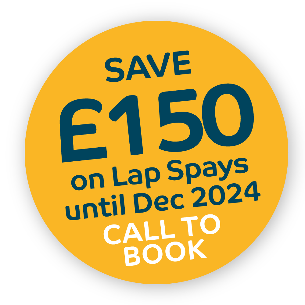 Lap Spay Offer | Save £150 until Dec 2024 | Beehive Vets, Rothwell