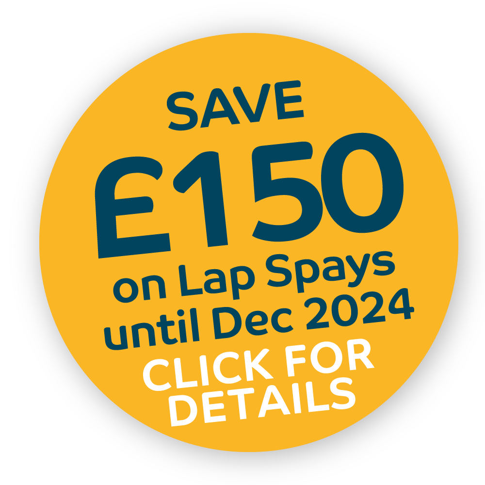 Lap Spay Offer | Save £150 until Dec 2024 | Beehive Vets, Rothwell