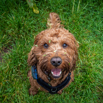cockapoo-dog-in-grass