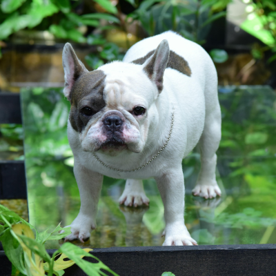 french-bulldog-stood-on-table