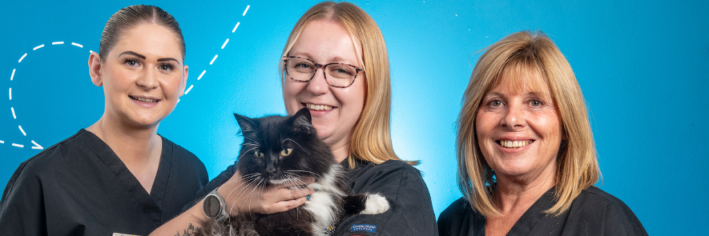 Beehive reception team with cat