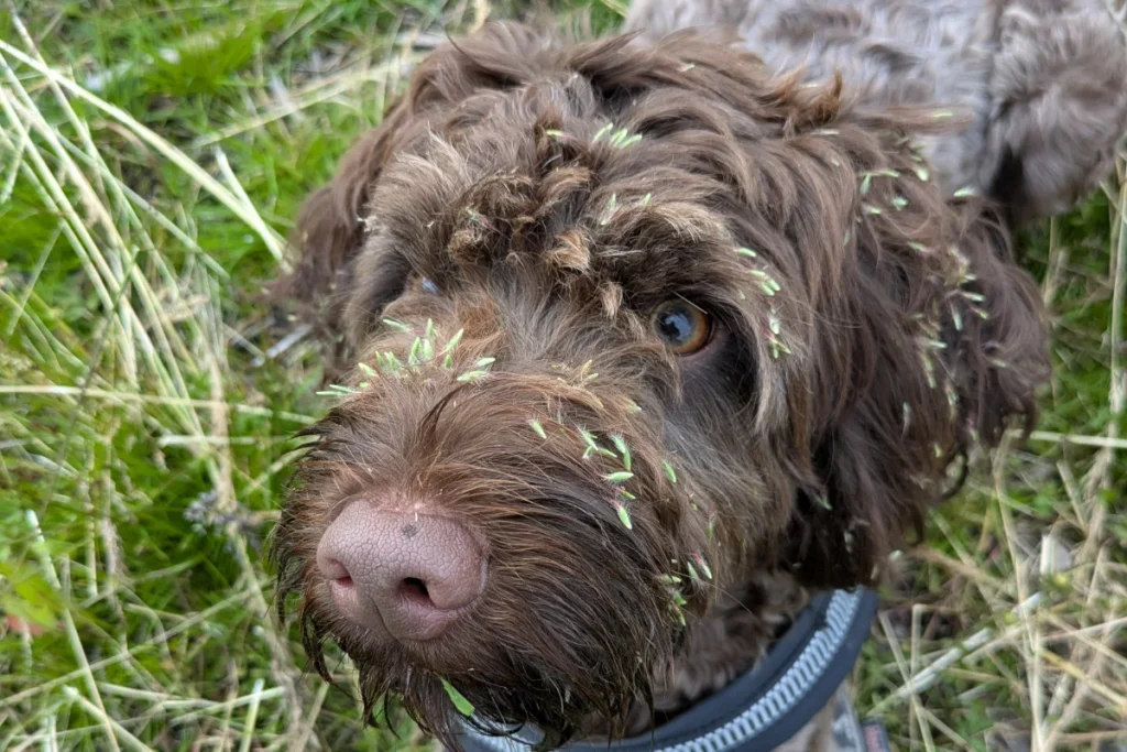 A chocolate brown dog with grass seeds all over its face.