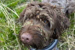 A chocolate brown dog with grass seeds all over its face.