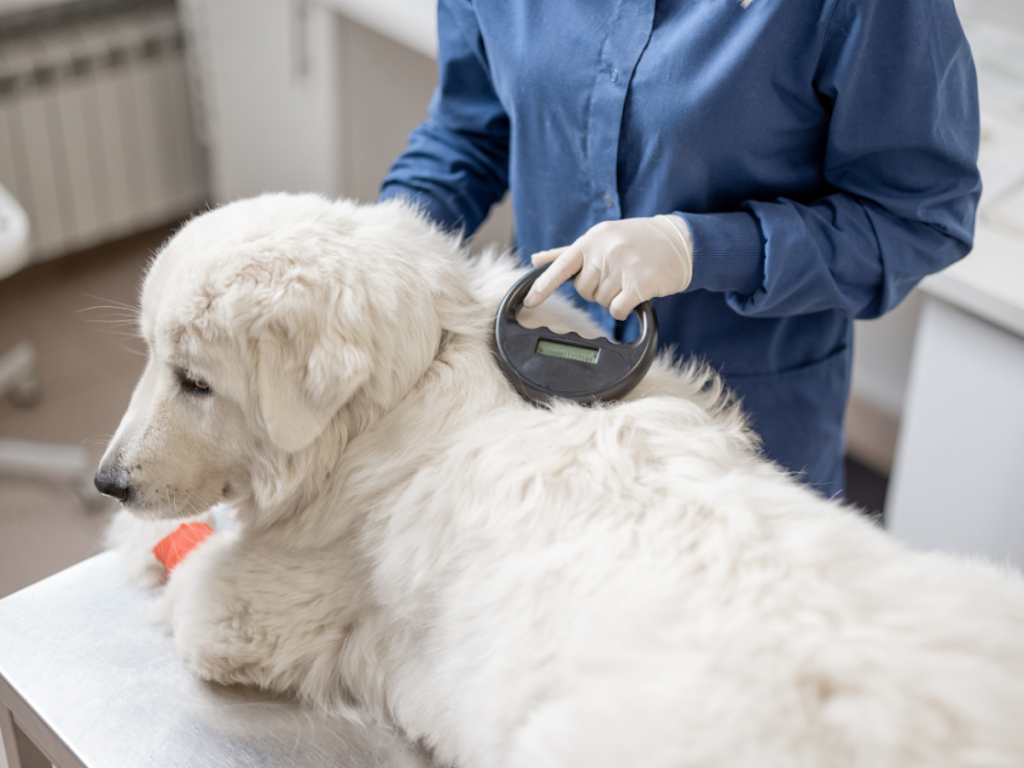 How Microchipping Reunites Pets with Their Families