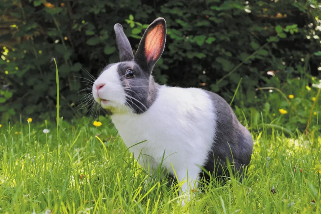 A white and grey rabbit sat on grass.