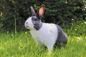 A white and grey rabbit sat on grass.