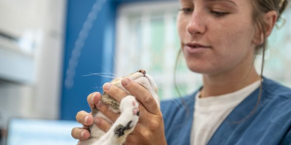 Vet examining cats mouth
