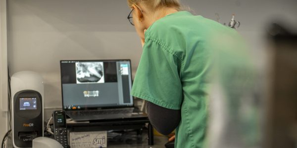 Vet looking at pet dental x-rays