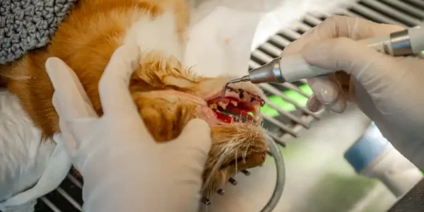 beehive vets dental op